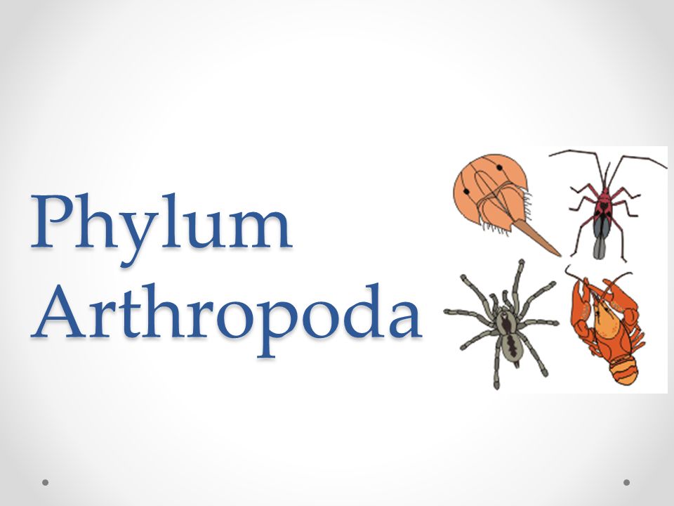 Phylum: Arthropoda, its classification and characteristics - Overall Science