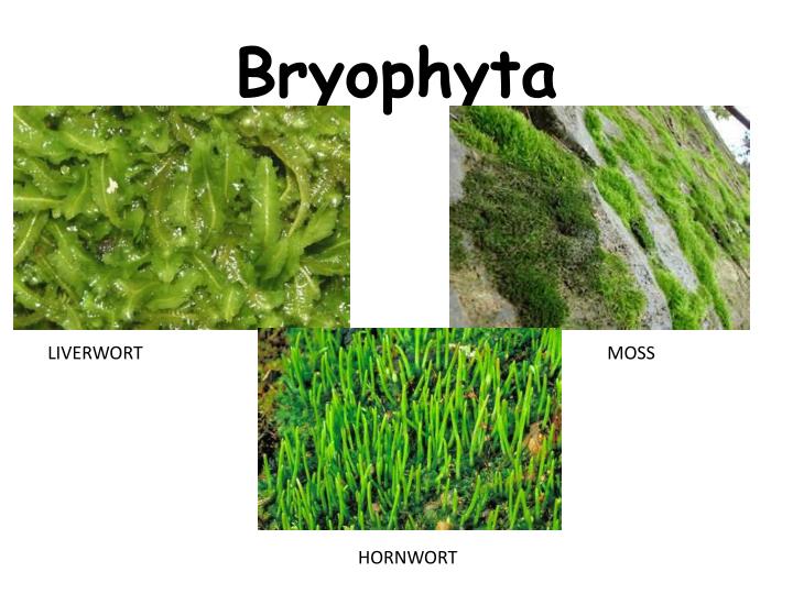 General characters, reproduction and classification of Bryophytes