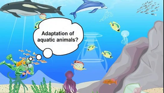 Aquatic animals and their adaptational characteristics