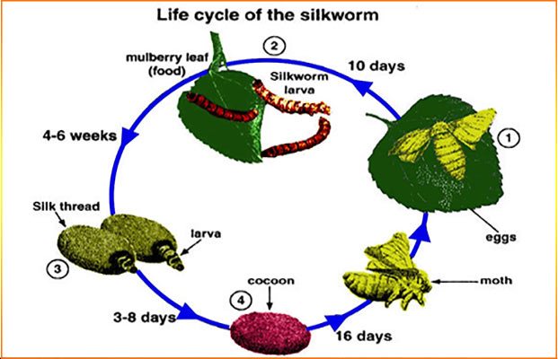 Lifecycle of silkworm and sericulture