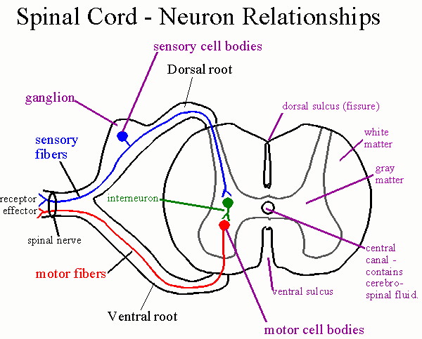 Structure and functions of spinal cord