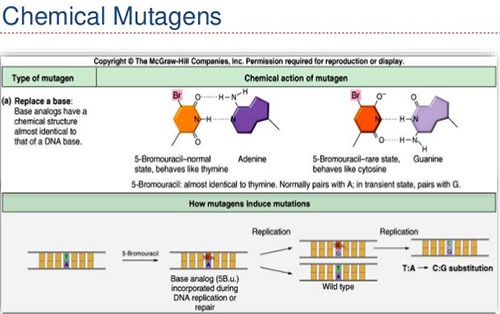 Chemical mutagens