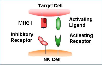 Natural killer cells (NKC)