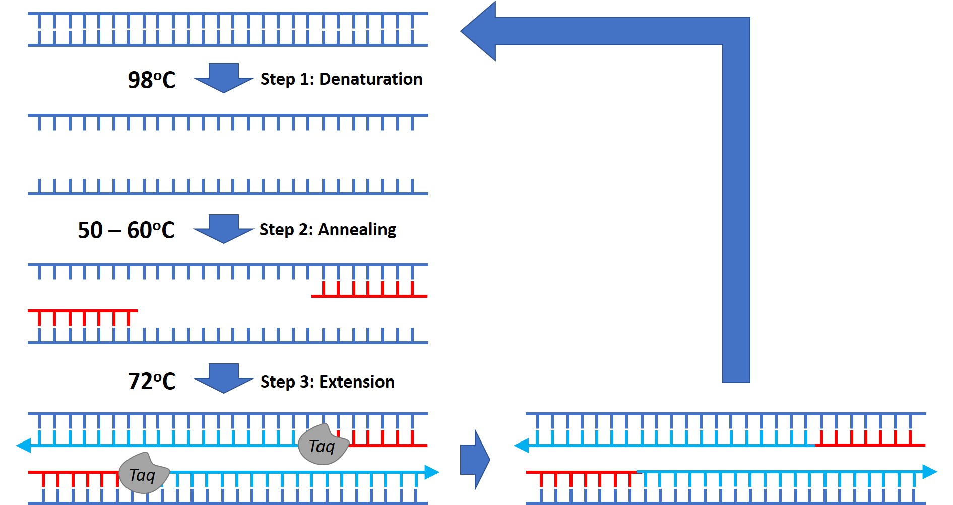Steps and procedure of polymerase chain reaction (PCR)