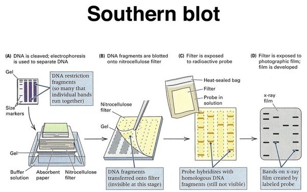 Principle and procedure of Southern blotting
