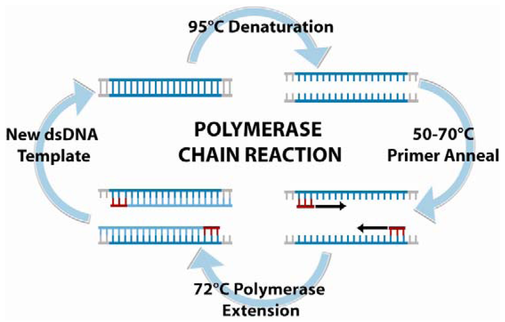 Polymerase chain reaction (PCR) and its principle