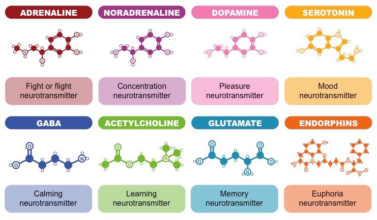 Various Neurotransmitters And Their Functions Overall Science Various Neurotransmitters And Their Functions Overall Science