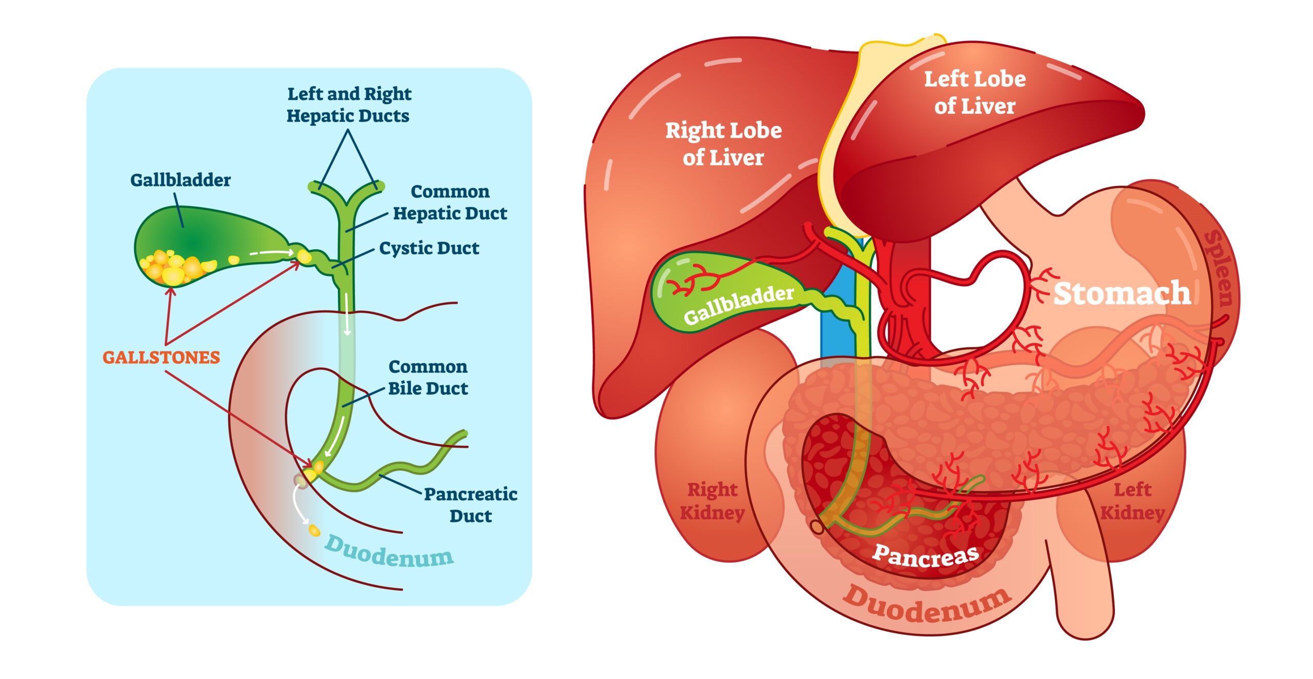 Differences Between Liver Bile And Gallbladder Bile Overall Science Differences Between Liver Bile And Gallbladder Bile Overall Science