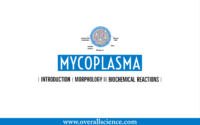 introduction mycoplasma